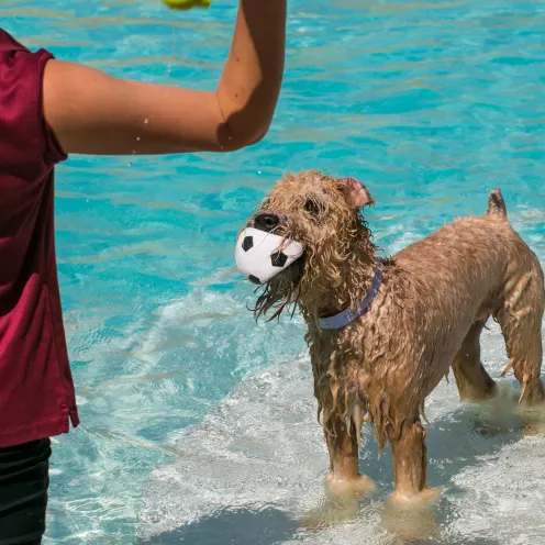 Uptown Hounds.  Staff member is playing catch with a tan dog in the pool. 